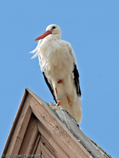 Weißstorch (1 von 20).jpg